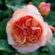 Роза "Ellen", English rose, 1984, Austin