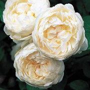 Роза "Glamis castel", English rose, Austin