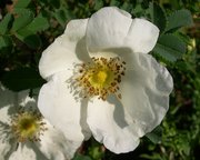 Rosa spinosissima altaica