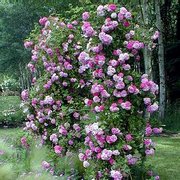 Роза "Seven Sisters Rose", Cl.Hybrid Multiflora, Rambler, 1817, зона 4