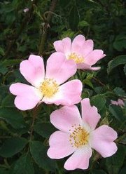 Rosa canina