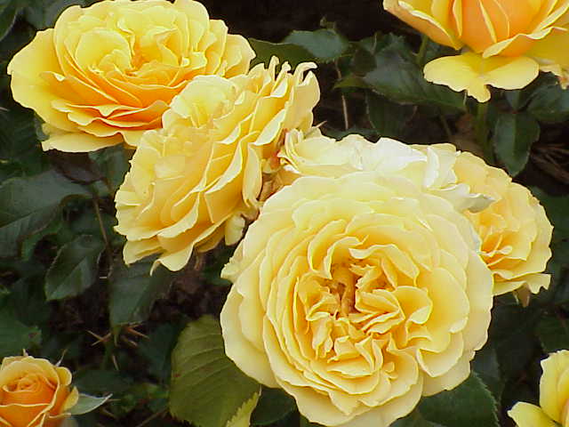 Роза "Amber Queen", F., 1983, Harkness