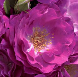 Роза "Wild blue yonder", Grandiflora, 2004, Weeks